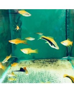 FISH - SWORDTAILS