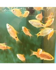 FISH - ROSY BARBS