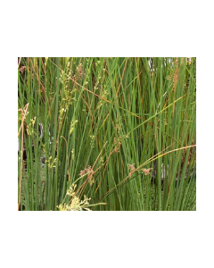 WATER PLANTS - JUNCUS RUSH $12.95