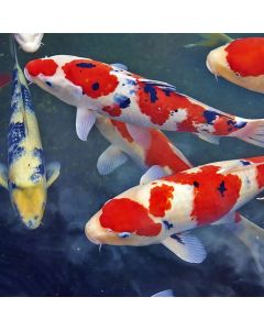 KOI VARIETY - $500 