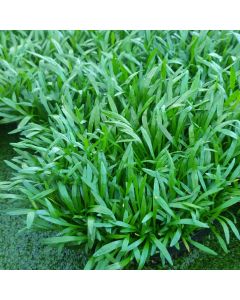 WATER PLANTS - LILAEOPSIS GRASS $12.95