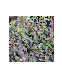 WATER PLANTS - LUDWIGIA $12.95