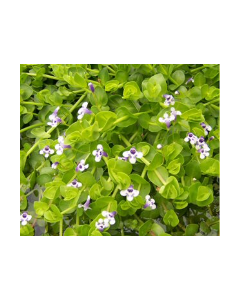 WATER PLANTS - MONEYWORT $12.95