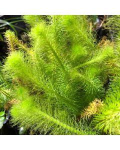 WATER PLANTS - MILFOIL $12.95