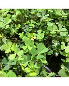 WATER PLANTS - NARDOO $12.95