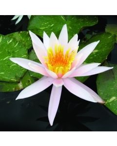 ARC EN CIEL - HARDY WATER LILY PREMIUM $42.95