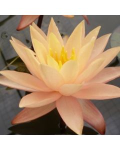 KARLEEN HARDER - HARDY WATER LILY $34.95