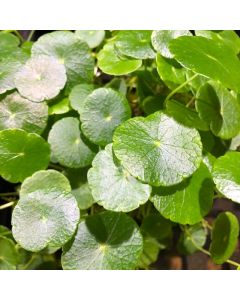 WATER PLANTS - PENNYWORT $12.95