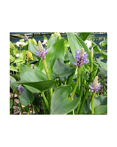 WATER PLANTS - PICKEREL RUSH $12.95