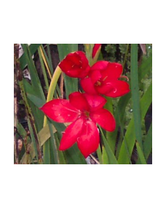 WATER PLANTS - WATER HIBISCUS $12.95