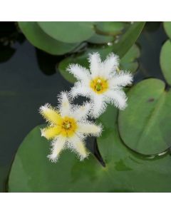 WATER PLANTS - SNOWFLAKE $15.95