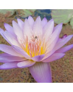 SOUTHERN CHARM - TROPICAL WATER LILY PREMIUM $59.95