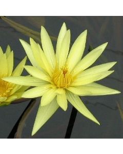 ST LOUIS GOLD - TROPICAL WATER LILY $44.95