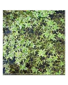 WATER PLANTS - STAR WORT $12.95