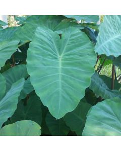 WATER PLANTS - TARO $12.95