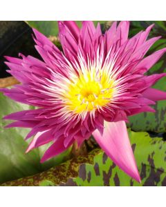 TROPICAL PUNCH - TROPICAL WATER LILY PREMIUM $59.95