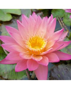 TROPICAL SUNSET - TROPICAL WATER LILY PREMIUM $59.95