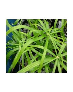 WATER PLANTS - UMBRELLA GRASS $12.95