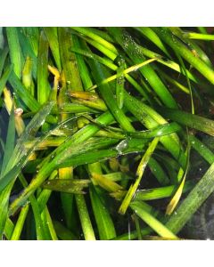 WATER PLANTS - VALLIS (SML) $15.95