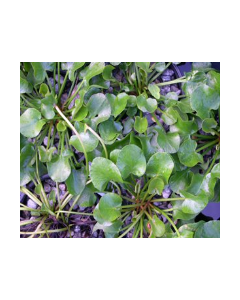 WATER PLANTS - VILLARSIA $12.95