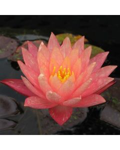 WANVISA - HARDY WATER LILY PREMIUM $42.95