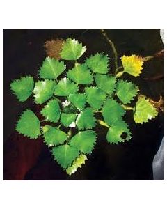 WATER PLANTS - WATER CHESTNUT $12.95