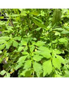 WATER PLANTS - WATER PARSLEY $12.95