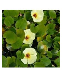 WATER PLANTS - WATER POPPY $15.95