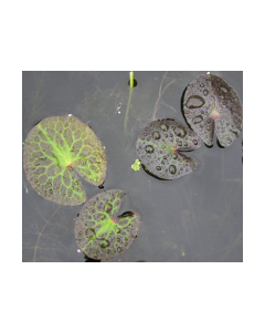 WATER PLANTS - WATER FRINGE $15.95