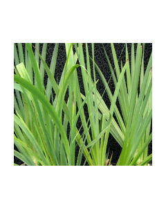 WATER PLANTS - WATER IRIS $12.95